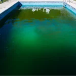picture of a green algae pool