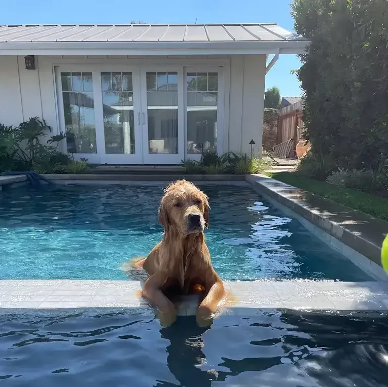picture of a happy wet dog in a pool